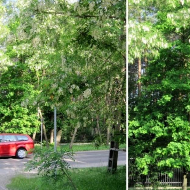 Warszawa: Zgłoś słabo widoczne znaki drogowe