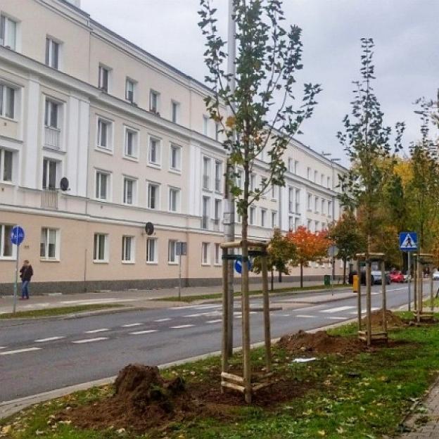 Klony, lipy i wiśnie przy stołecznych ulicach
